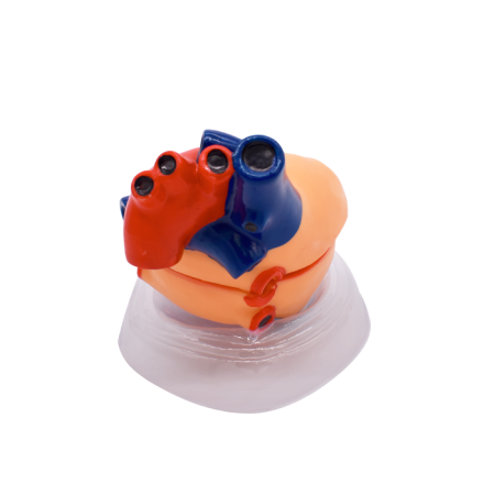 Модель «Сердце человека» (демонстрационная)